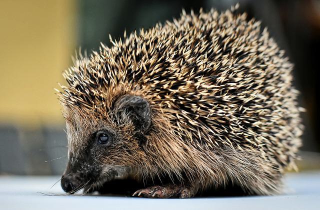 Leistungen Praxis Dr. Lutz: Individuelle Gesundheitsleistungen (IGEL) 